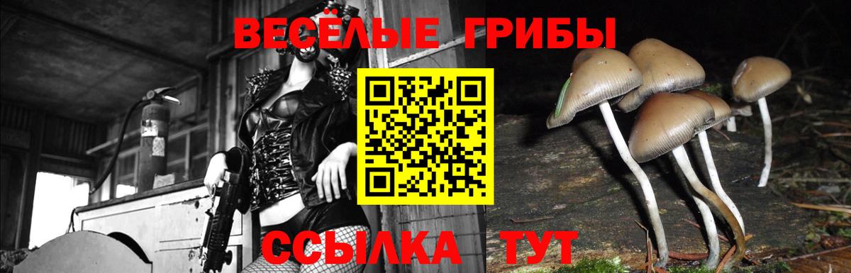 Камышин  Галлюциногенные грибы Psilocybine cubensis  Вход с VPN 